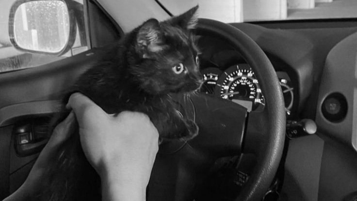 vicente. tweet media