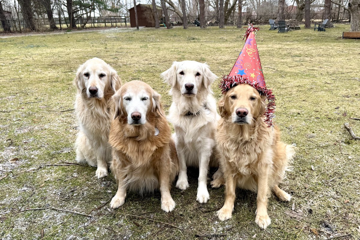 MikeFrezon's tweet image. “Grandpa told me my new sis is here!  So I invited Pete, Sophie &amp;amp; Augie to an impromptu birthday party for her!  I’m the one in the hat. G’pa says we’ll all be heading home soon…but I think I might get a couple more sleepovers with this crew! 😁
-Jack

#BrooksHaven