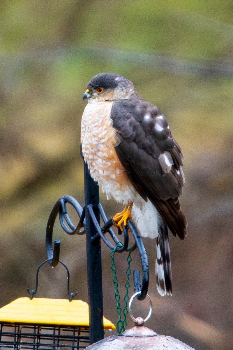 yankegrl22's tweet image. Sharped shinned hawk looking for dinner tonight.#birds #connecticut