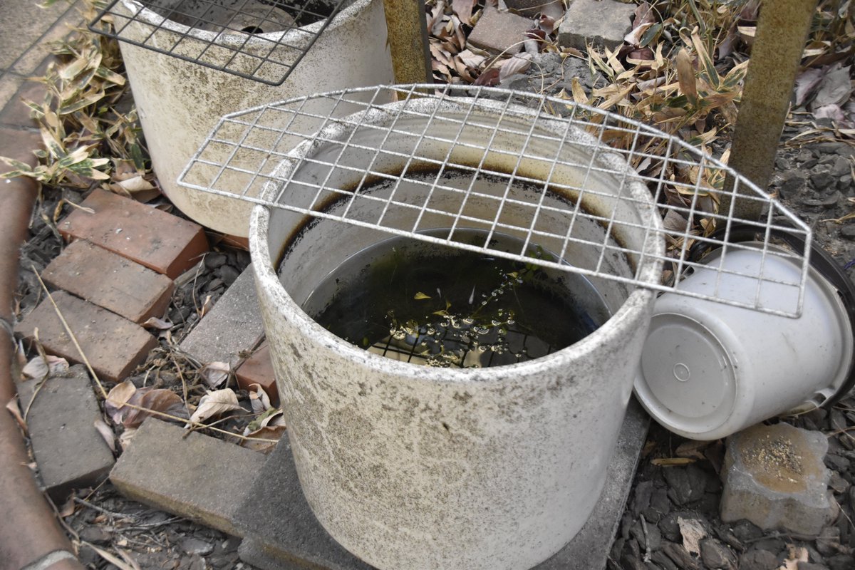 実は天久保キャンパスにメダカさんがいるって
知っていましたか？👀

こんにちは。大学事務の広報担当です✨
水の中で今日も元気にスイスイ泳いでいるメダカさんたち。
キャンパス内のちょっとした癒しスポットです😊

お近くにお越しの際は、ぜひそっと覗いてみてくださいね🌱