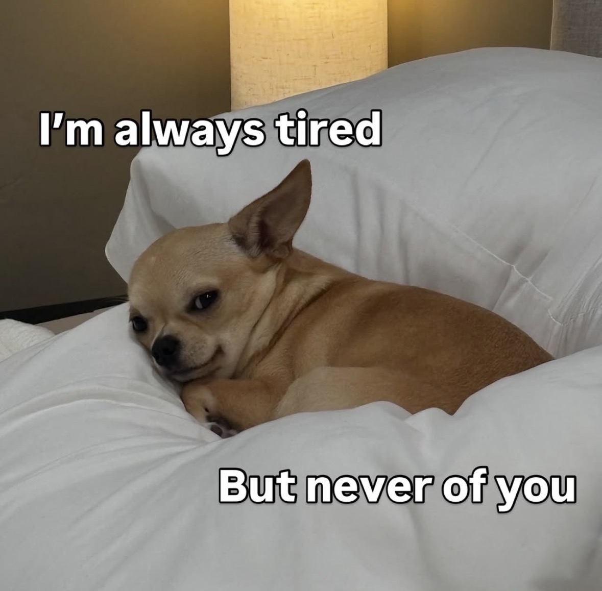 raccoon aesthetic. tweet media