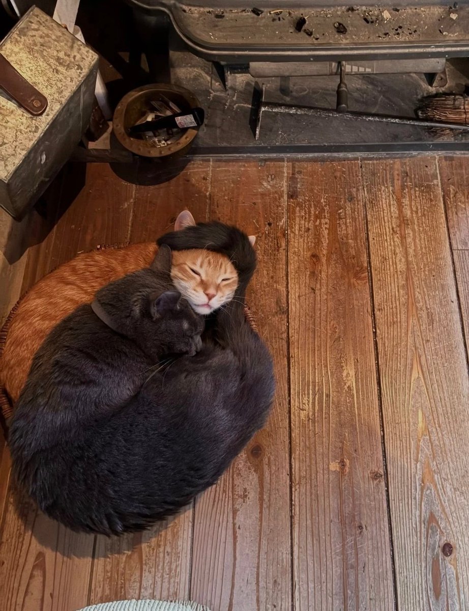 daily post tweet media