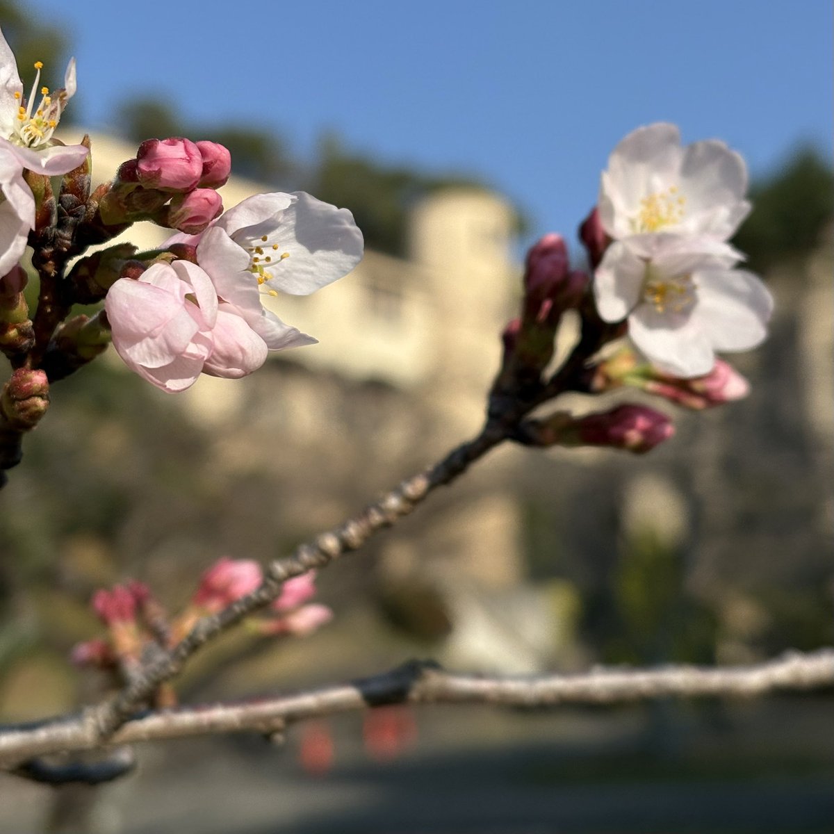国際学部&英文学科 @神戸女学院大学国際学部・文学部英文学科公式 tweet media