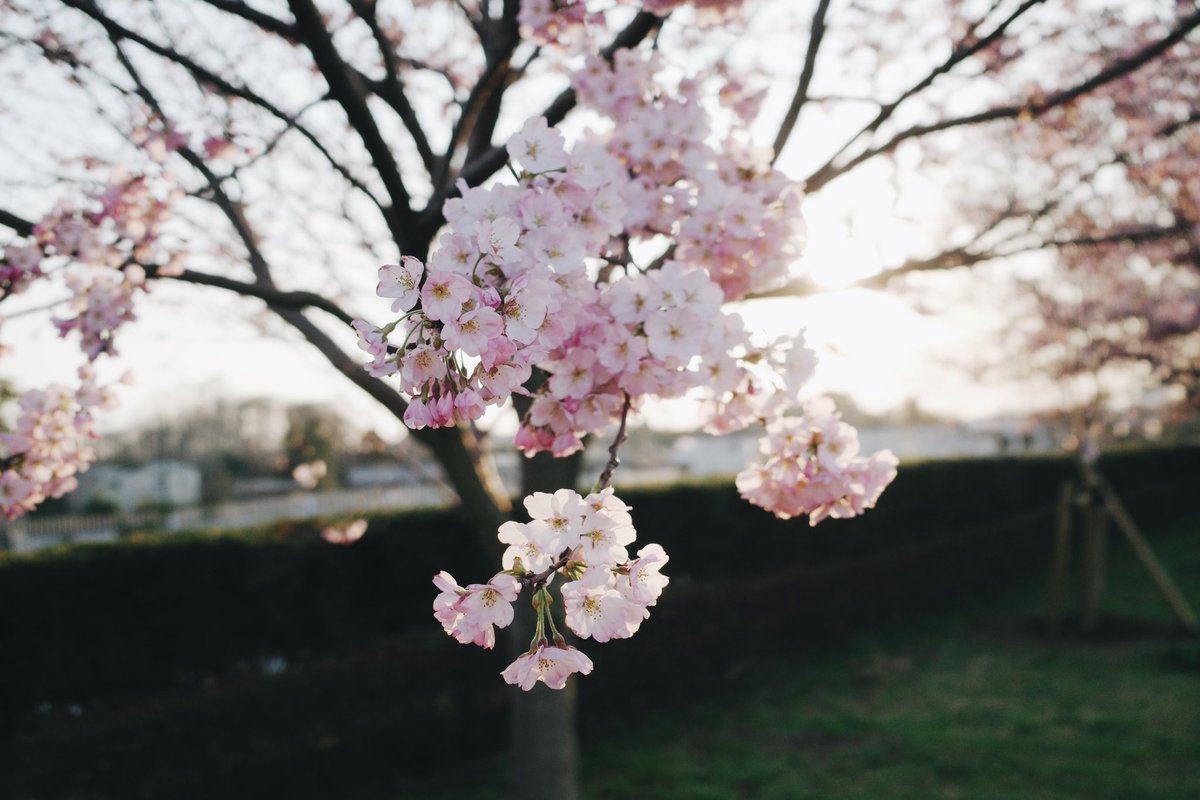 saekohiguchi's tweet photo. 春　夕暮れ https://t.co/dIG2vCtga2