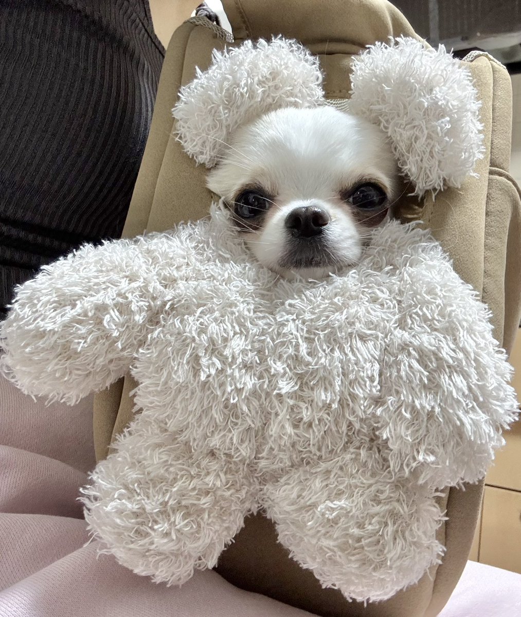 Hanitan_0423's tweet photo. 3coinsで話題のバッグかわいすぎてとんでもねぇな！！！

#チワワ #犬のいる暮らし https://t.co/Pk5wulcMPK