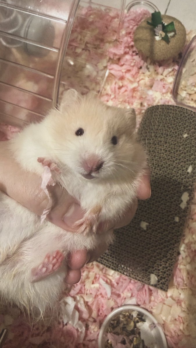 みちゃん tweet media