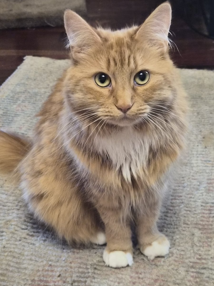 Sassy 🧡and 🌈 This Puss 🌈 tweet media