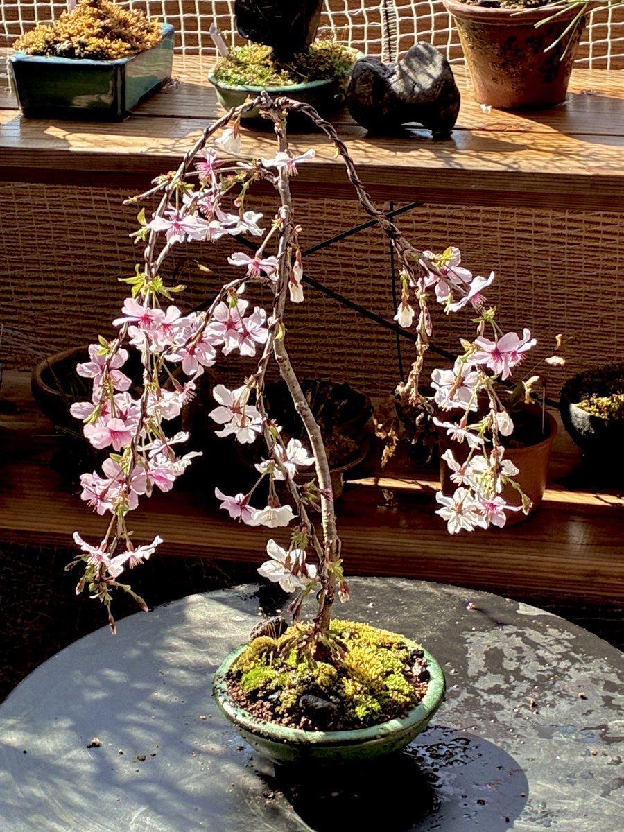 雪駄｛筆字　絵描き tweet media