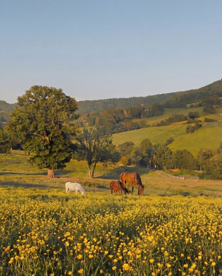 𝑝𝑢𝑟𝑒 tweet media