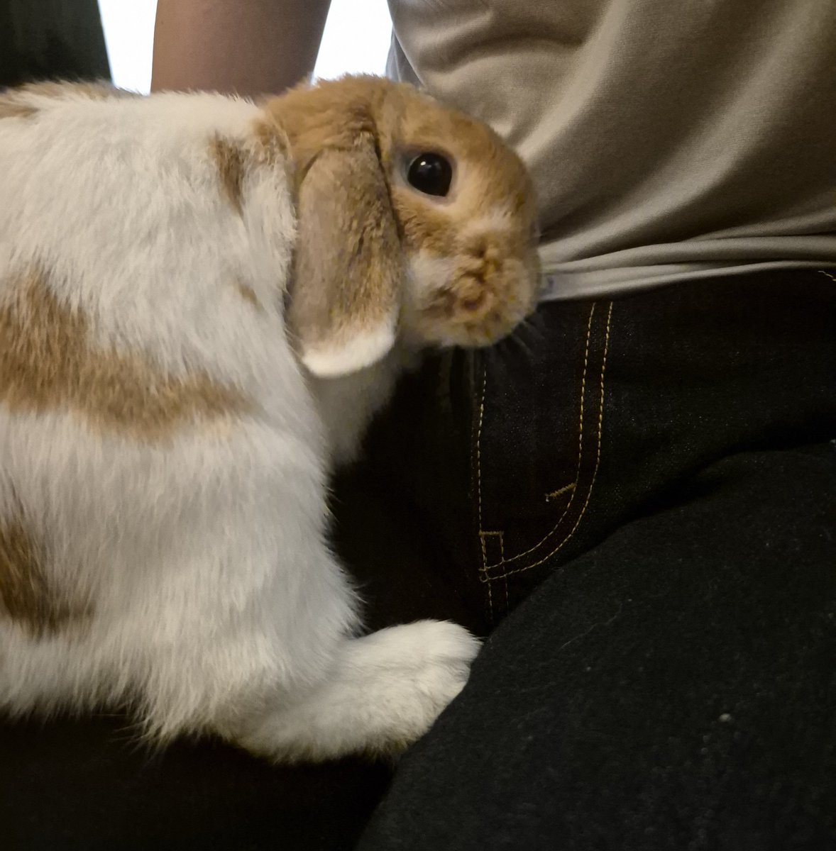 レプちゃん@ホーランドロップ tweet media