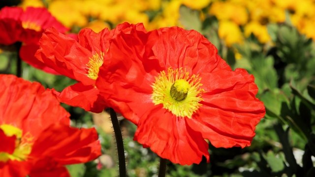 泉怜緒Leo Izumi🕊️ tweet media