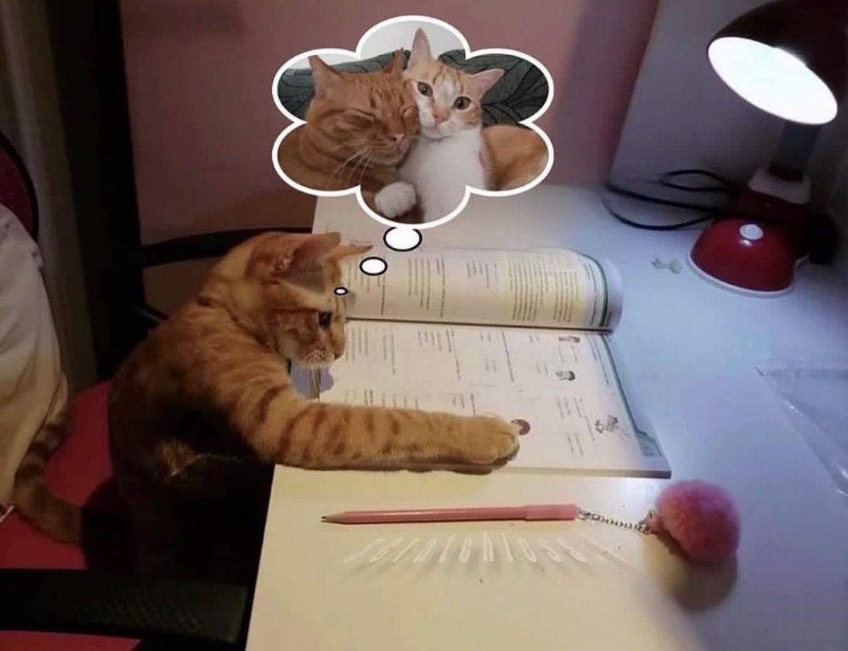 Iza🩺🍋Ferretto:🏷️CALOURADEMEDICINA tweet media