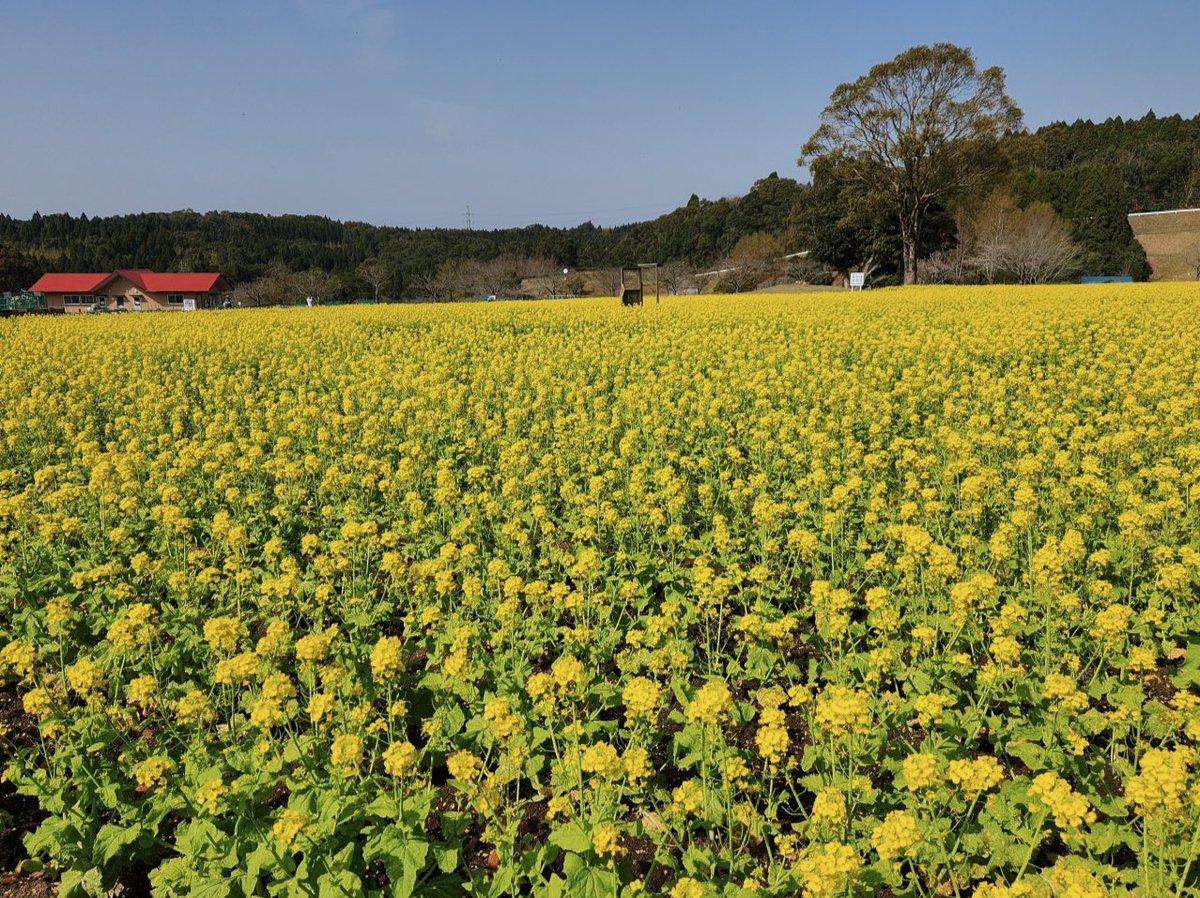 鹿児島市公式 tweet media