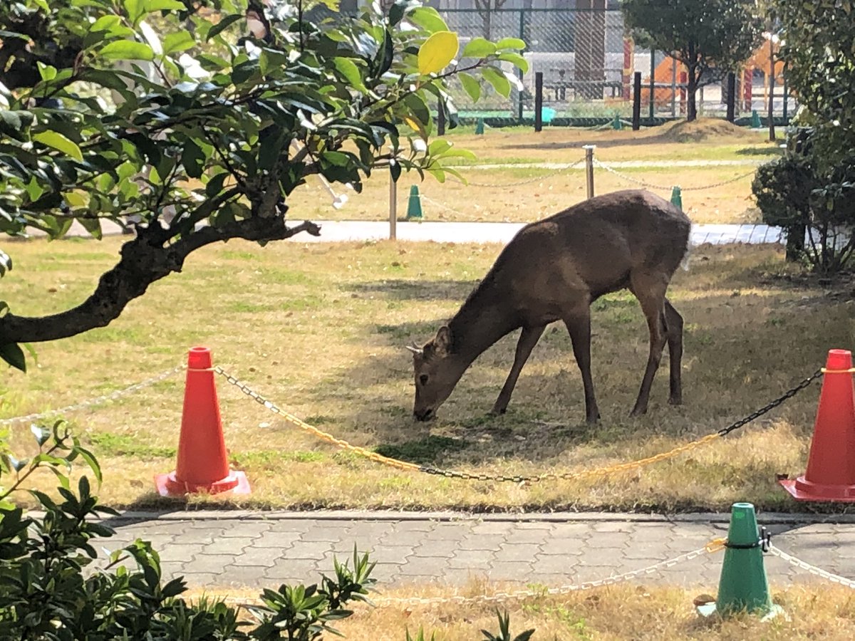 323Osaka's tweet photo. 現在、奈良の鹿は都島区友渕町3丁目の友渕公園横に出没 https://t.co/ccSKt5bykd