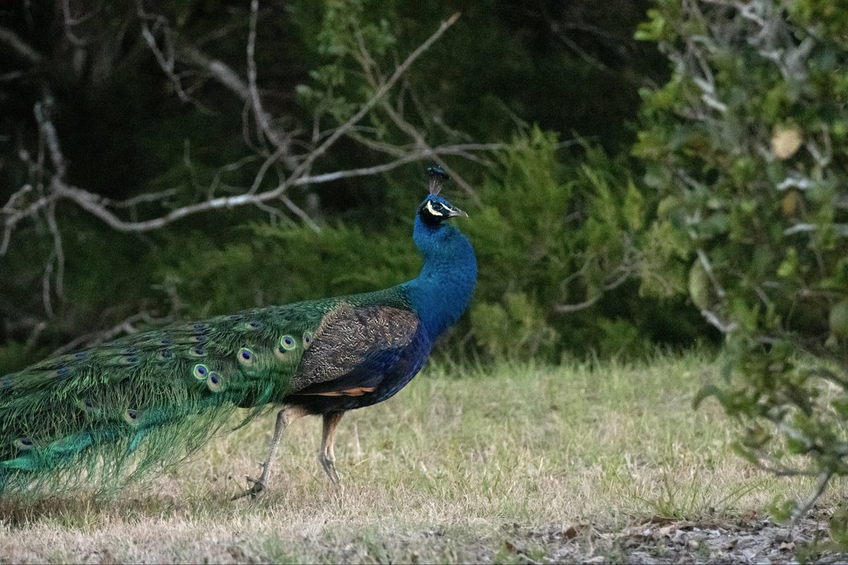 Just looked out my lanai and there was a Peacock here in Hudson Fl