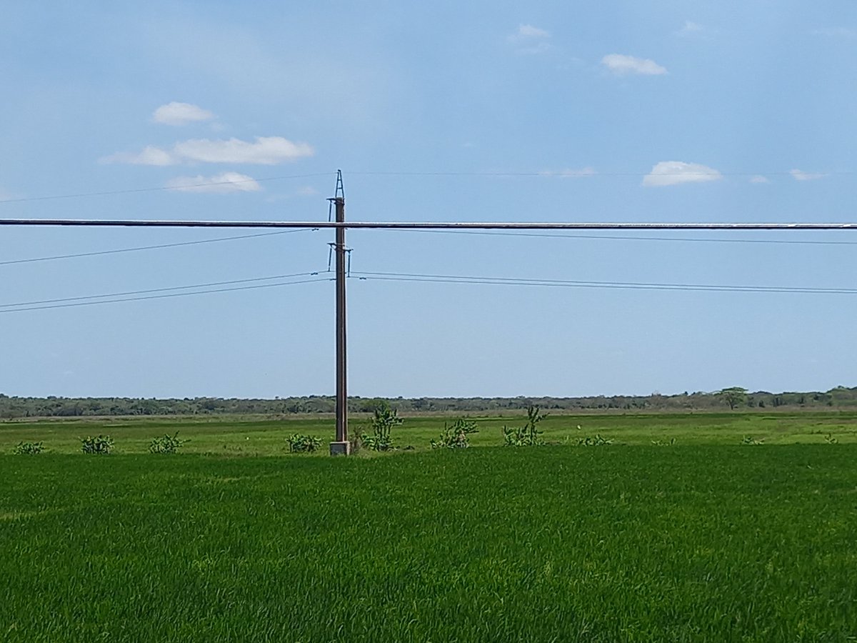 La producción de alimentos es una tarea prioritaria en el municipio Amancio #LasTunas #PorLasTunasLaVictoria #SíSePuede