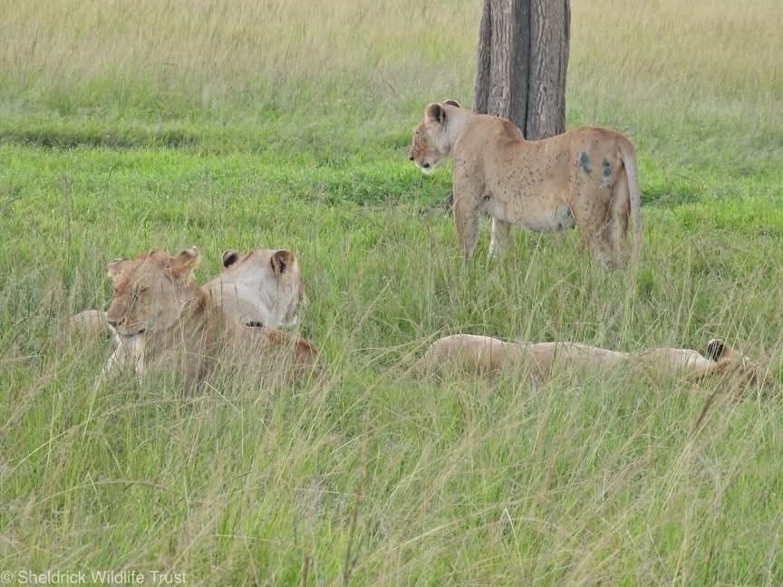 Sheldrick Wildlife Trust tweet media