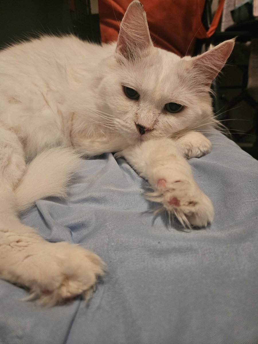 🌸オーロラ🌸 tweet media