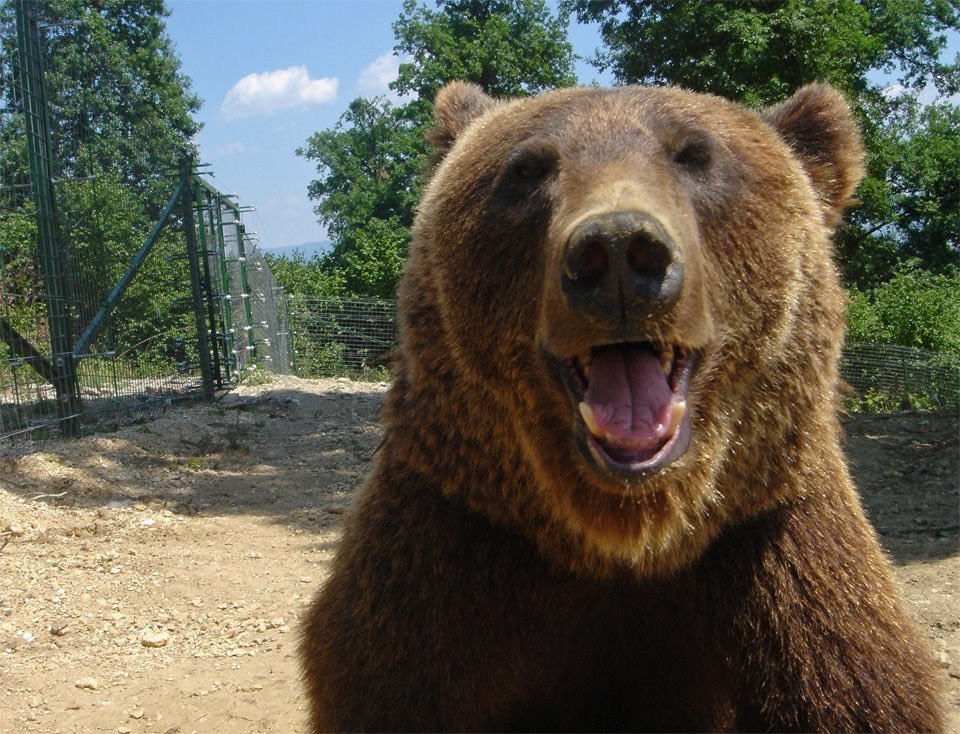 𝐓𝐞𝐝𝐝𝐲 𝐁𝐞𝐚𝐫 🐻 tweet media