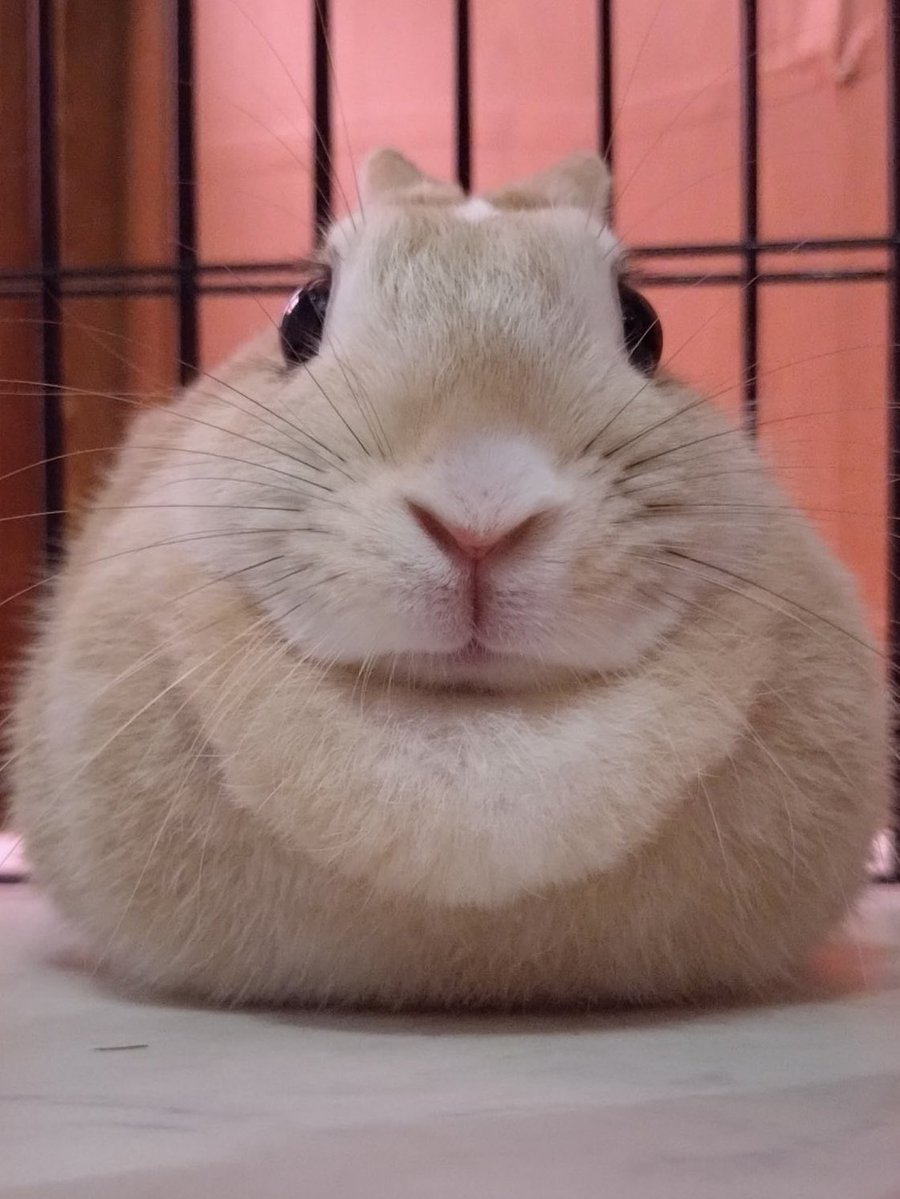 モチモチうさぎのムギ🐰ミニレッキス tweet media