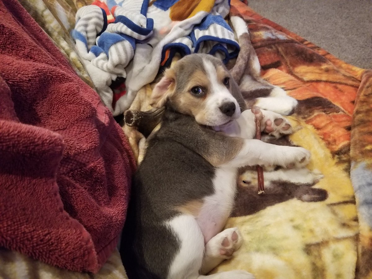 Dwayne442's tweet photo. @beaglefacts Puppy Luna https://t.co/nnMUwlEGQZ