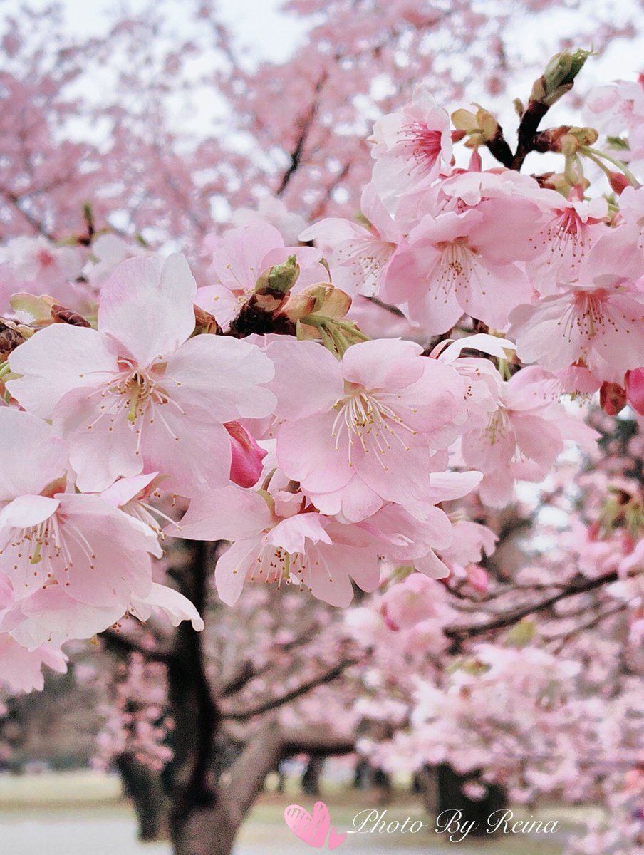 ฺฺ桜井 麗奈*𝚁𝚎𝚒𝚗𝚊*🐱🐾🌸🌹 tweet media