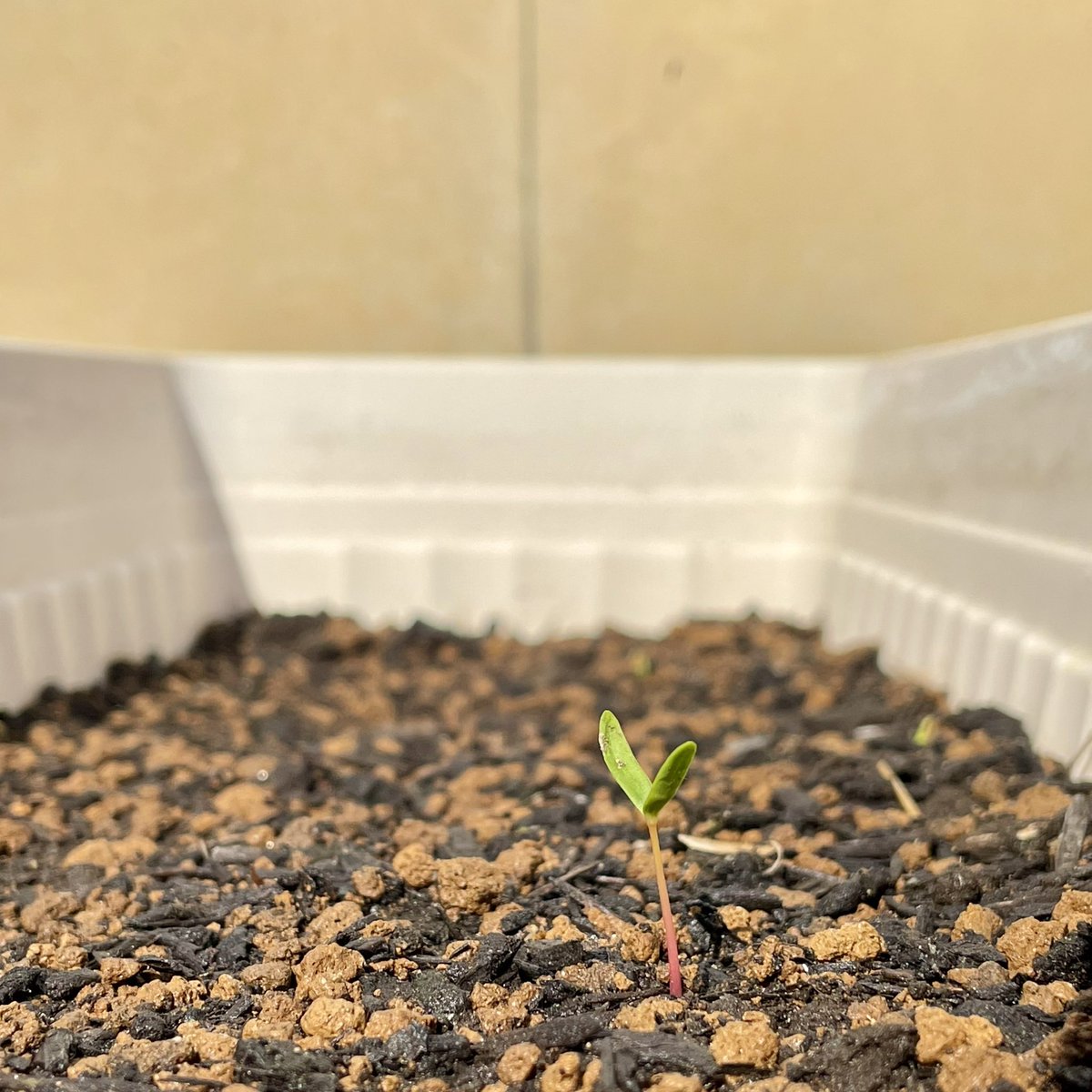 はかまる｜へっぽこ在宅ワーカー tweet media