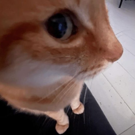 anna ᥫ᭡. tweet media