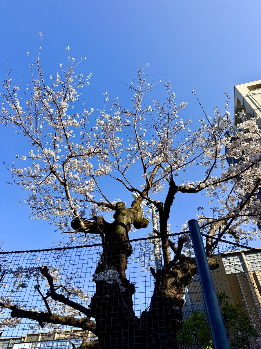 岩淵 規 tweet media