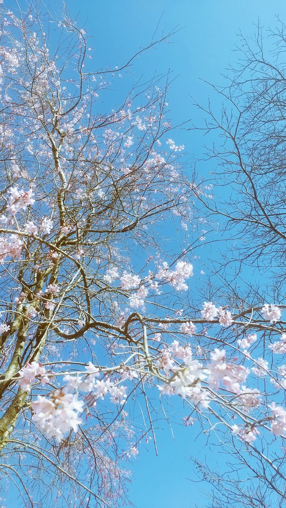 やーまん@バリラジ！ tweet media