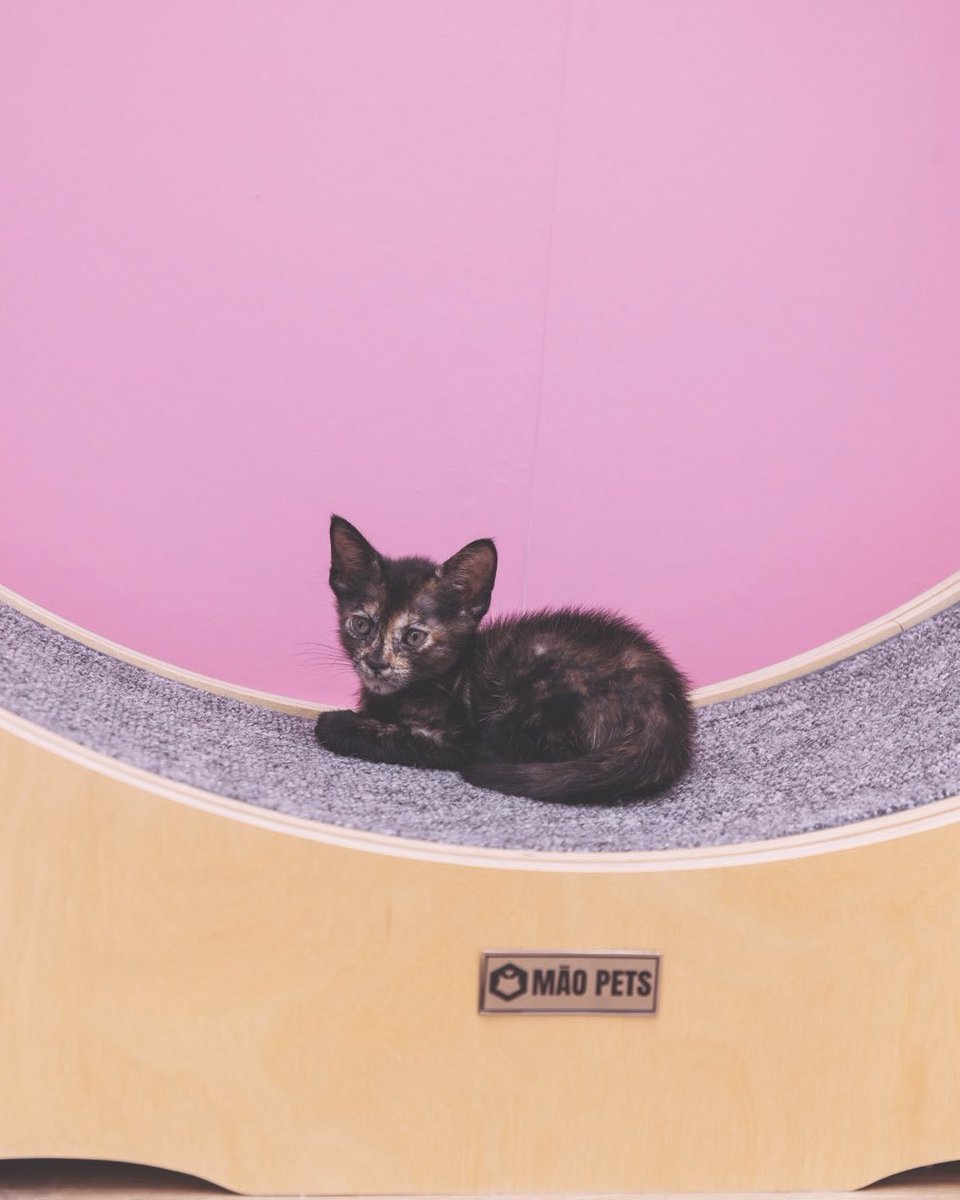 Adoptamiu tweet media