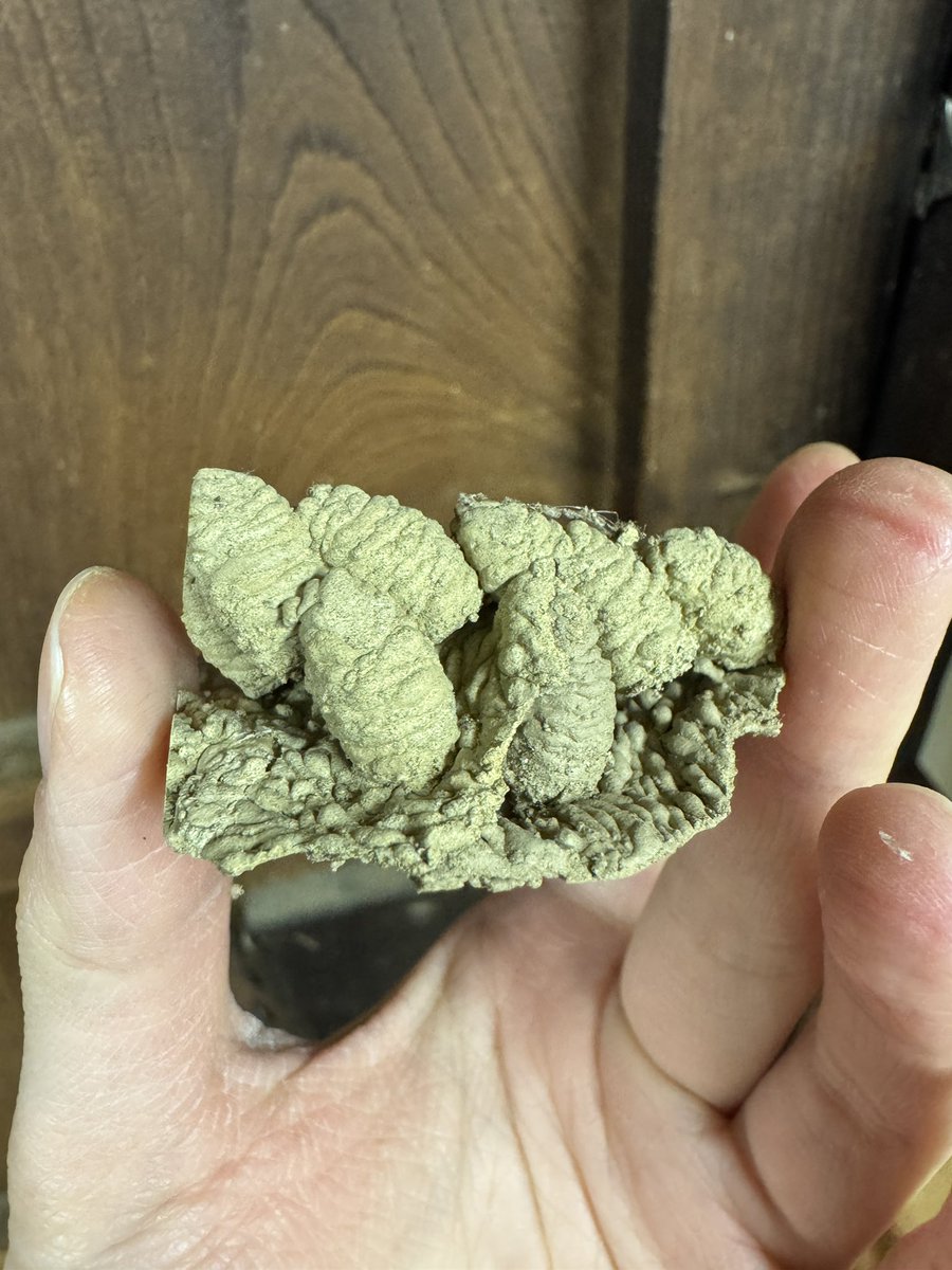 たえたそ（中の人）クワカブYouTuber tweet media