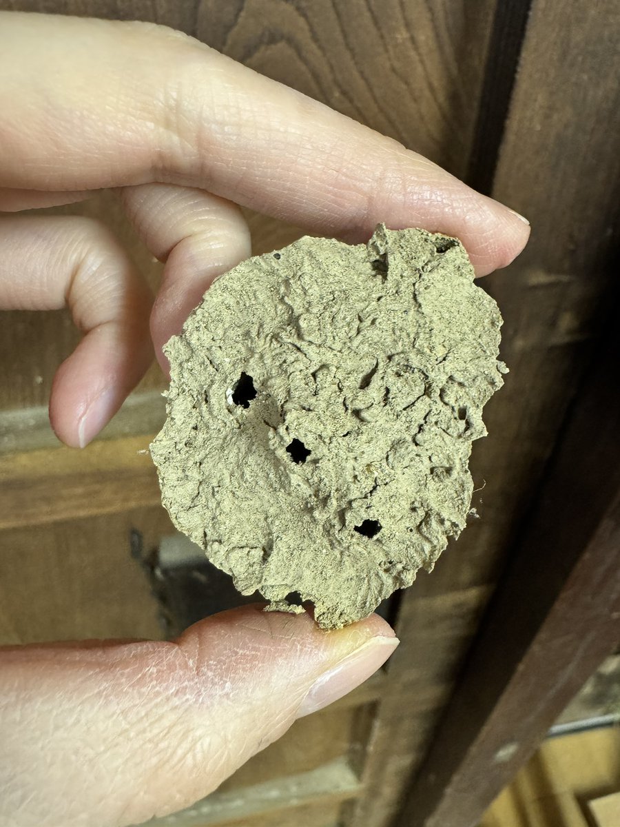 たえたそ（中の人）クワカブYouTuber tweet media