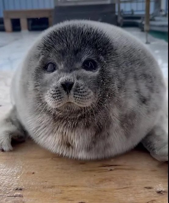 Shadowkiller3405 tweet media