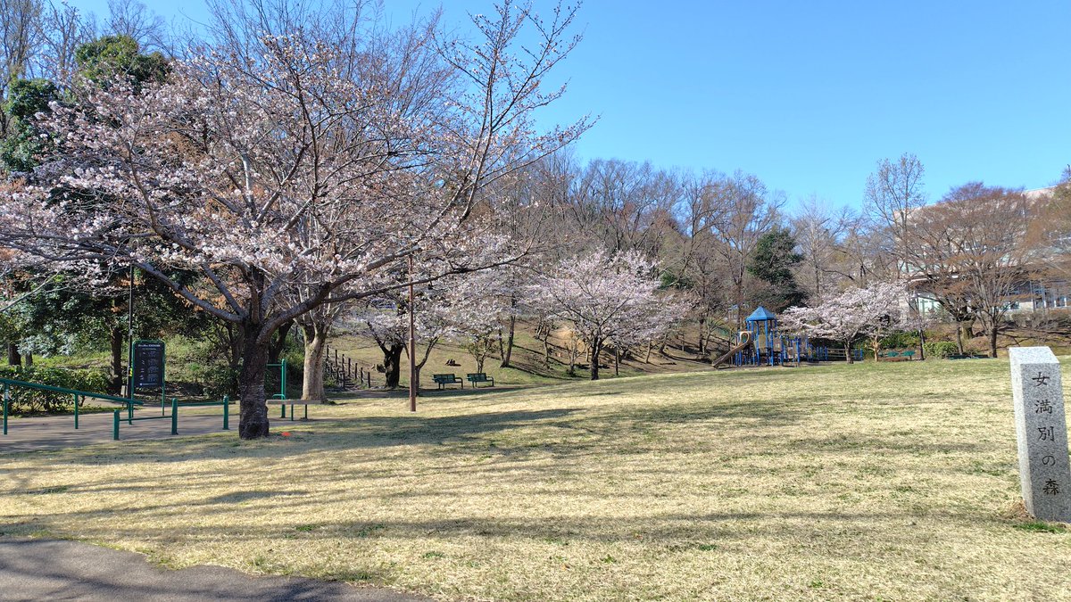 maihphp's tweet photo. 桜で癒されよう https://t.co/94YiBLKQKl