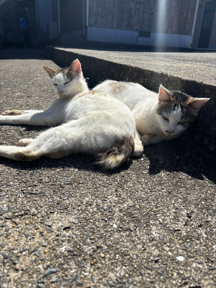 はせOTP【RavëN/えふえぬ】 tweet media