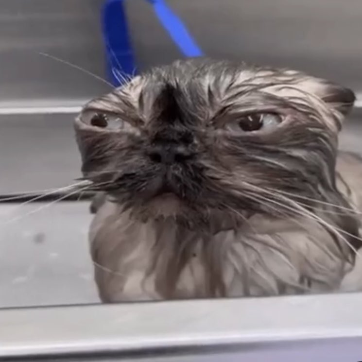 ‍ ‍ ‍ * ‍ .ᐣ ‍ ┄ ‍ 𝓔͟𝙽͟𝙸͟𝙶͟𝙼͟𝙰. tweet media