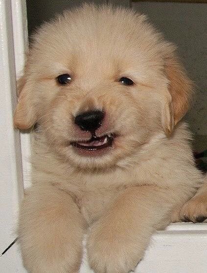 SiliGremlin tweet media