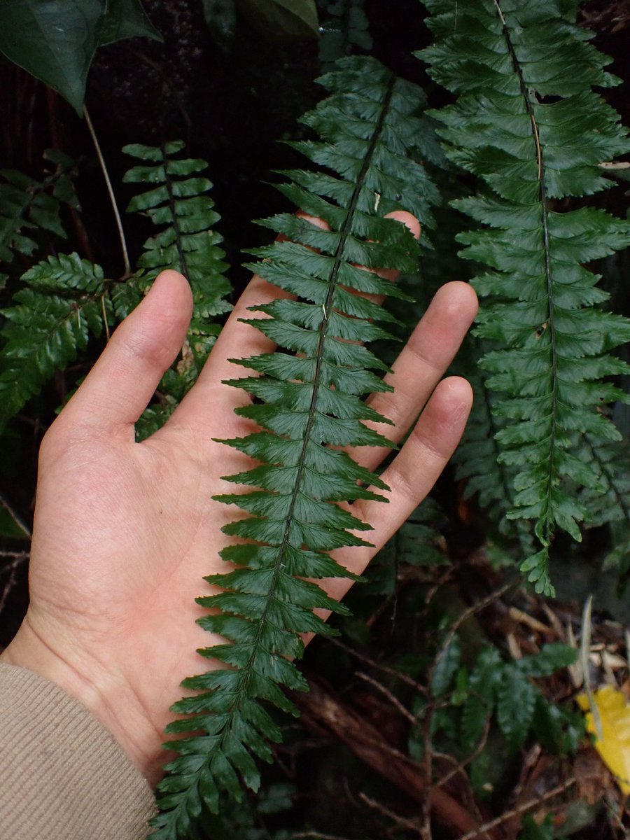 オカピー tweet media