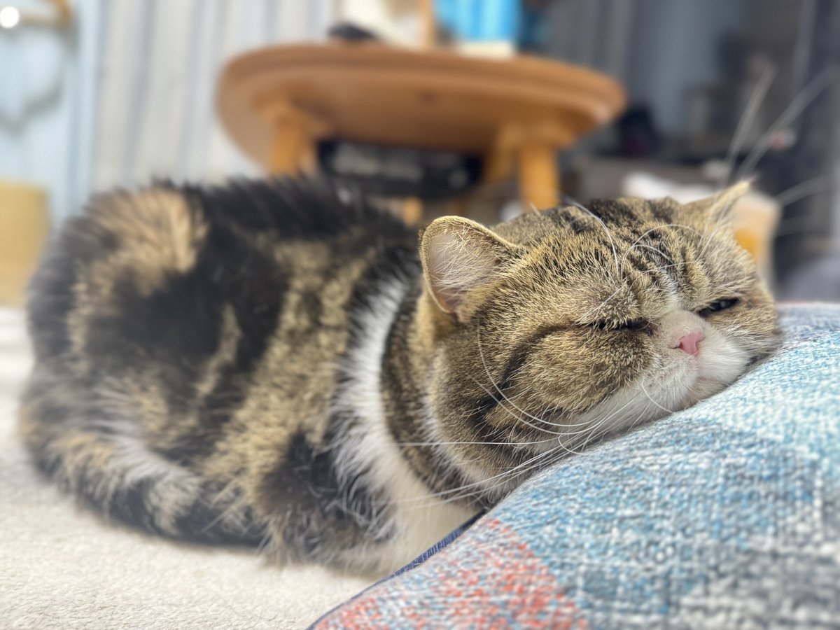 ブブとバロン tweet media