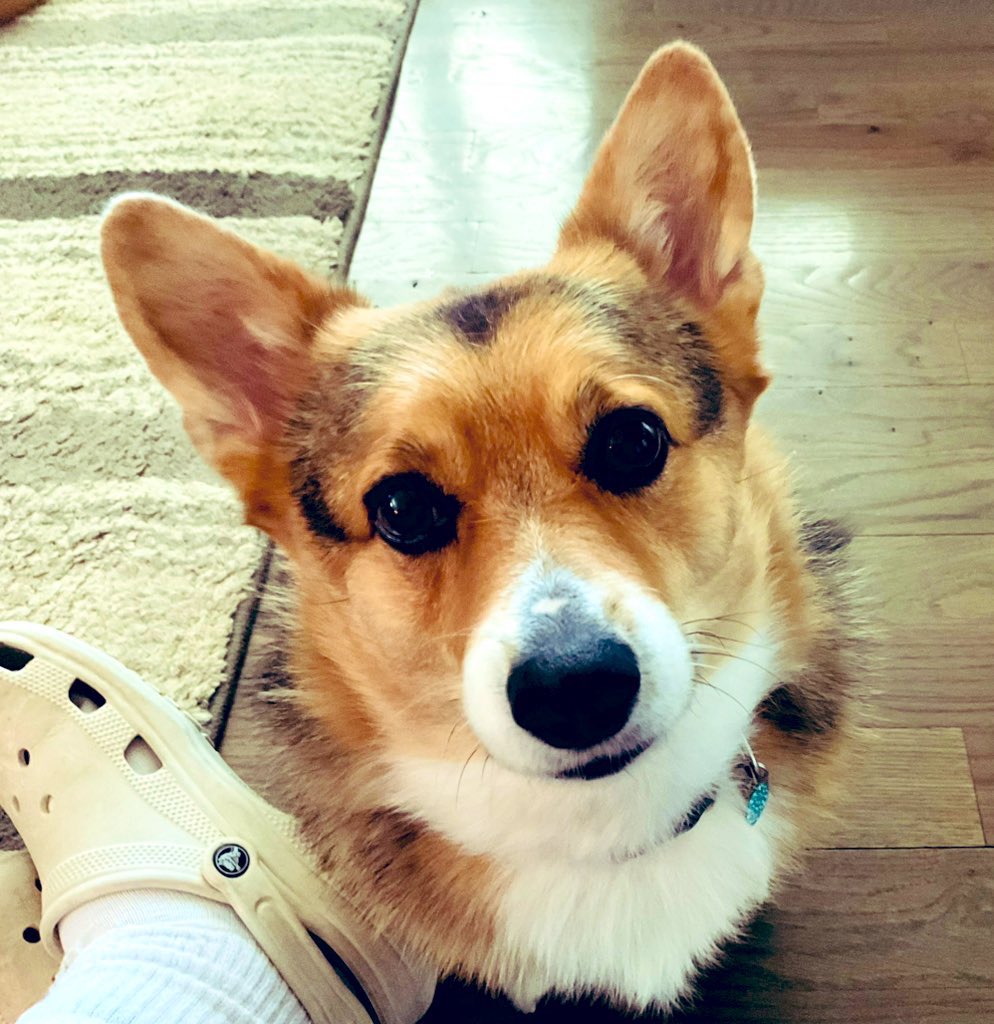 The🐰FOO tweet media