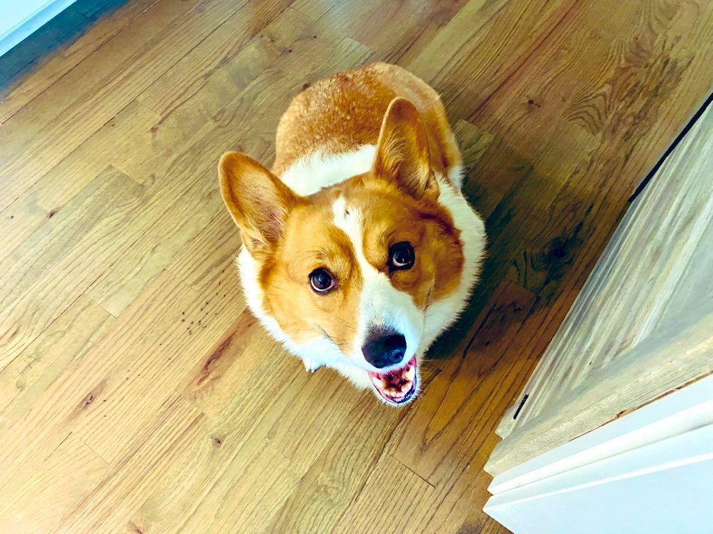 The🐰FOO tweet media