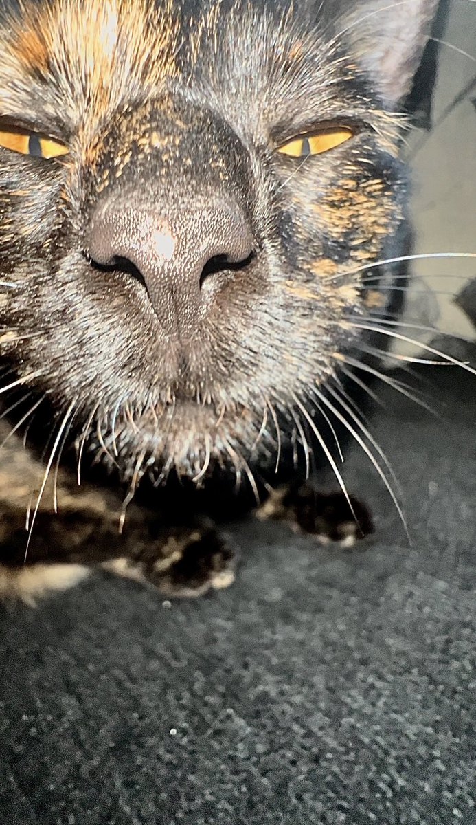 ˖ ࣪⟡𝕭𝖑𝖆𝖟𝖎𝖓𝖌𝖔𝖙𝖍⟡ ࣪˖ tweet media