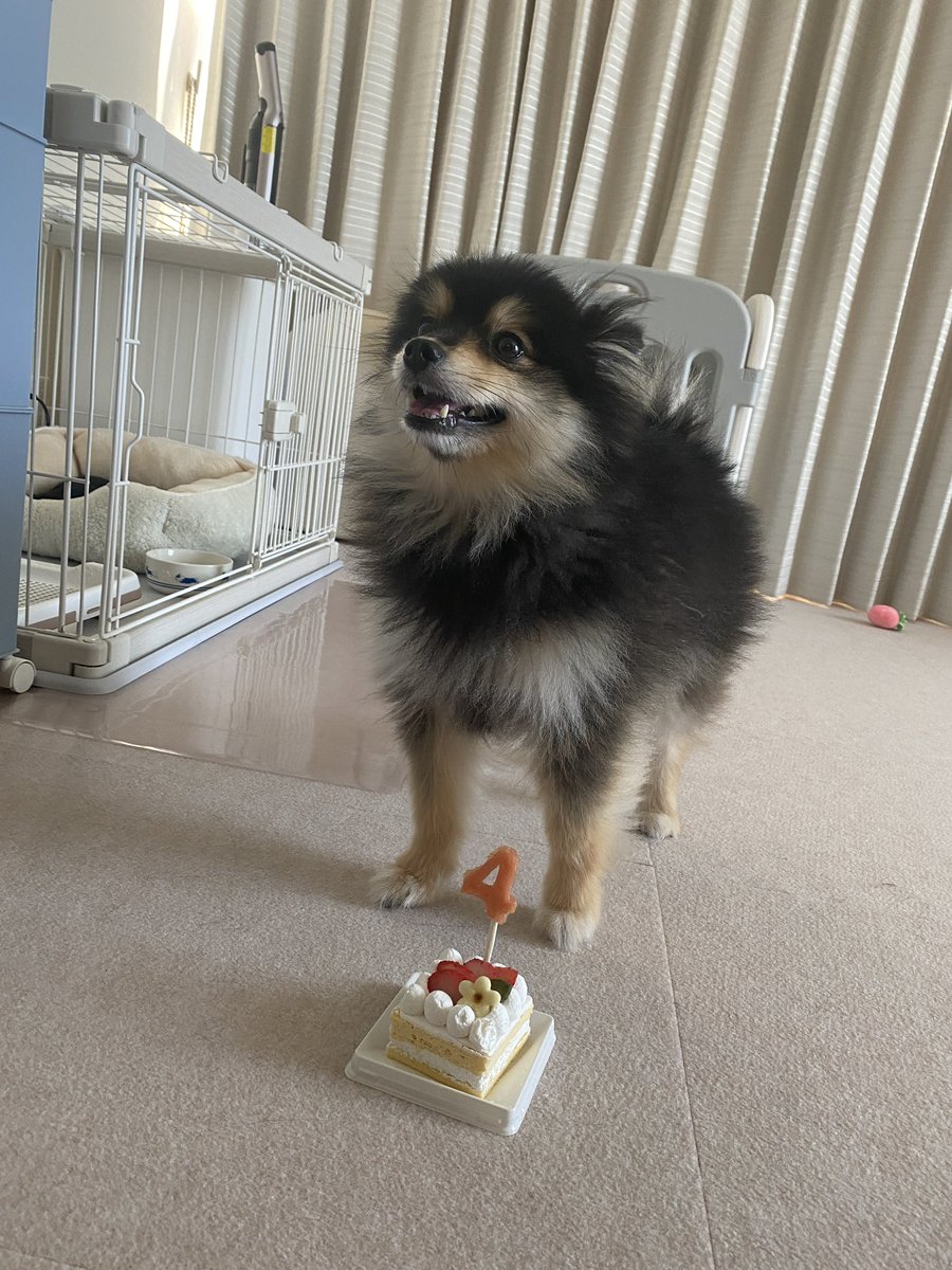 famkun_pome's tweet photo. 去年2025年は、ふぁむち4歳のケーキ🍰

ふぁむ『このケーキは、誰にも渡さないワン🐾』

#ポメラニアン　#ブラックタン https://t.co/UTE93ddupp