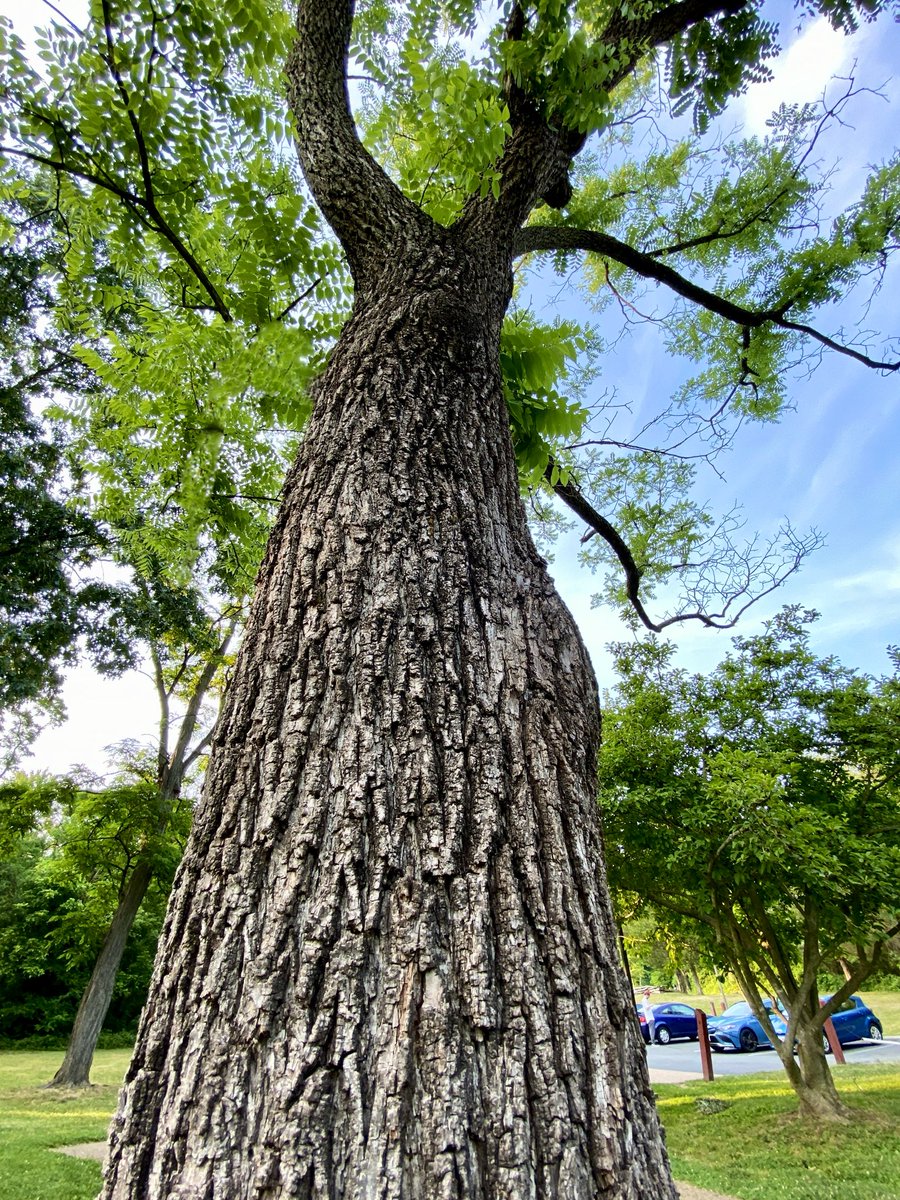 CoffeeLiciousLady tweet media