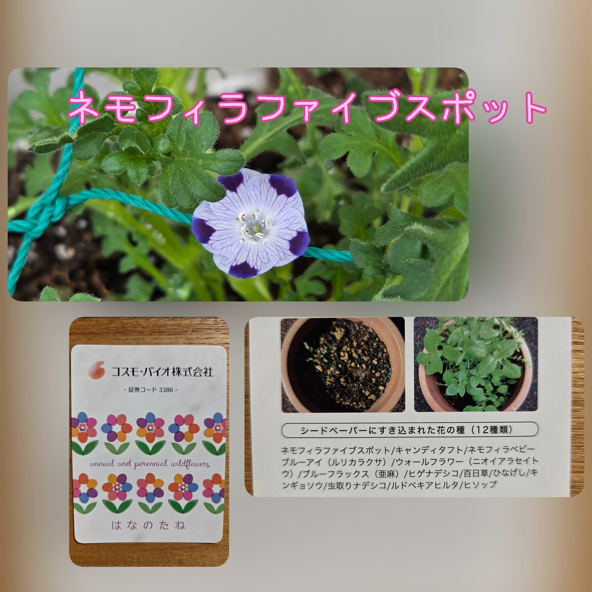 amvv Tokyo (あみ) tweet media