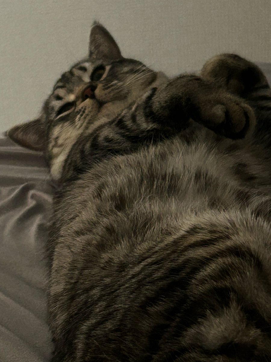 麦芽ちゃん🌾でちゃう! tweet media