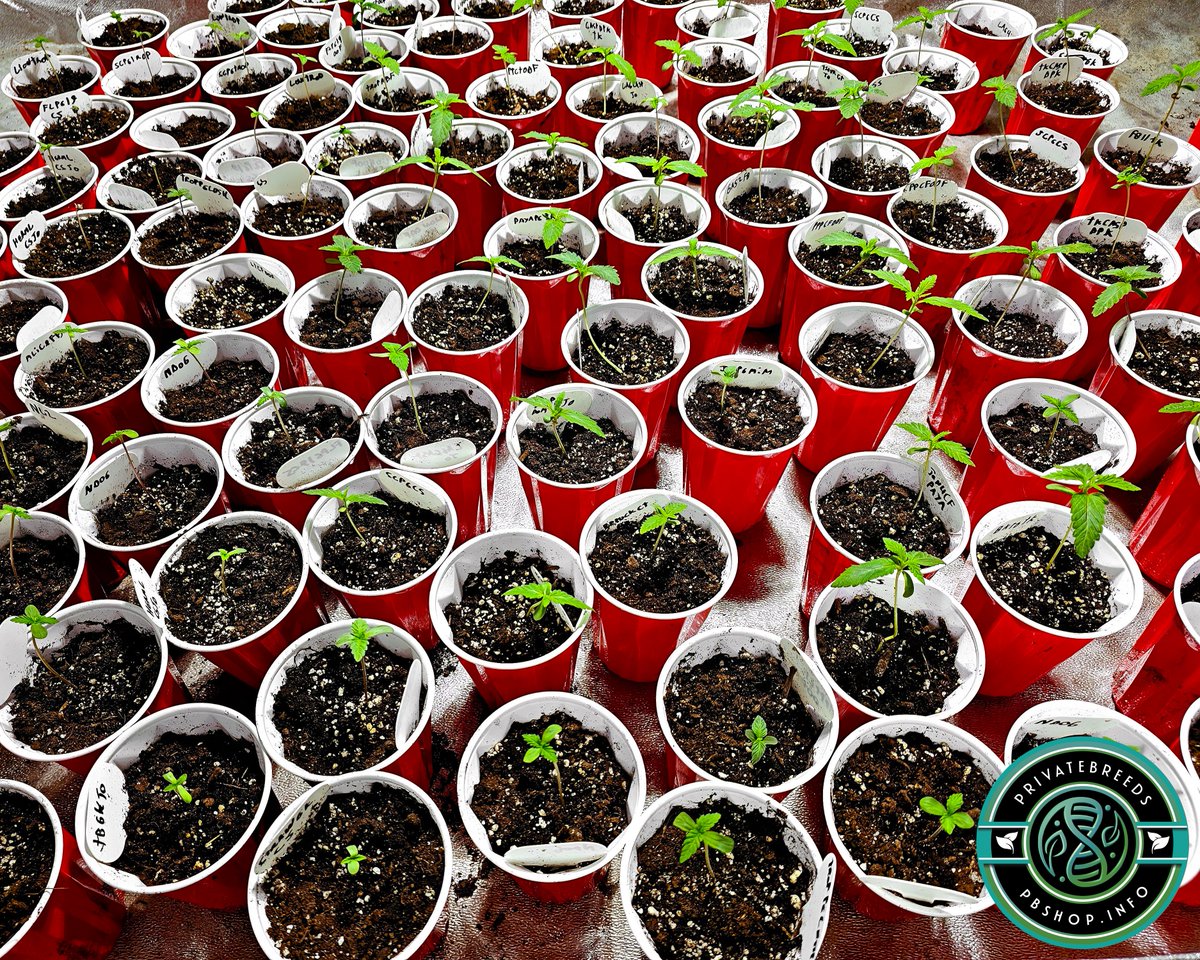 Privatebreeds tweet media