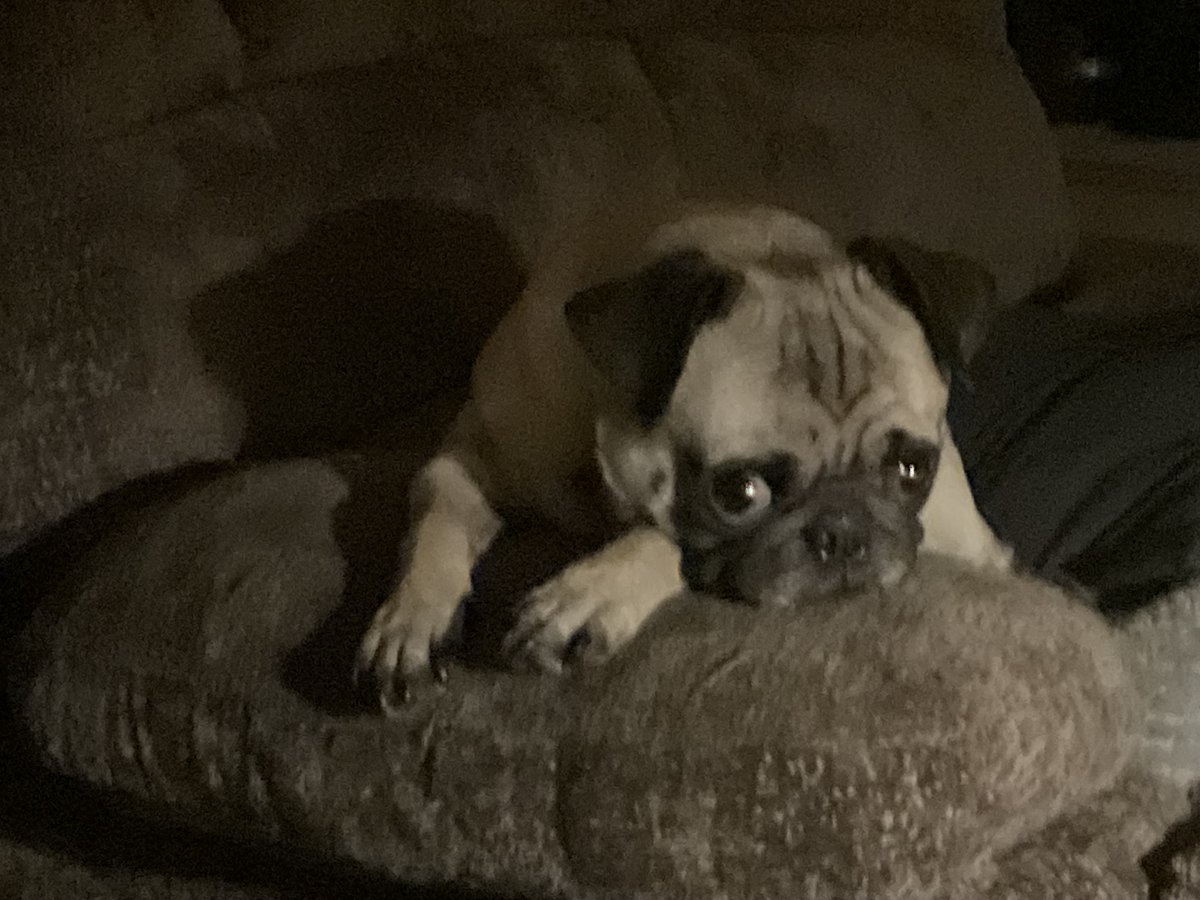 𝕰𝖗𝖎𝖈 𝖕𝖚𝖌 🐶 tweet media