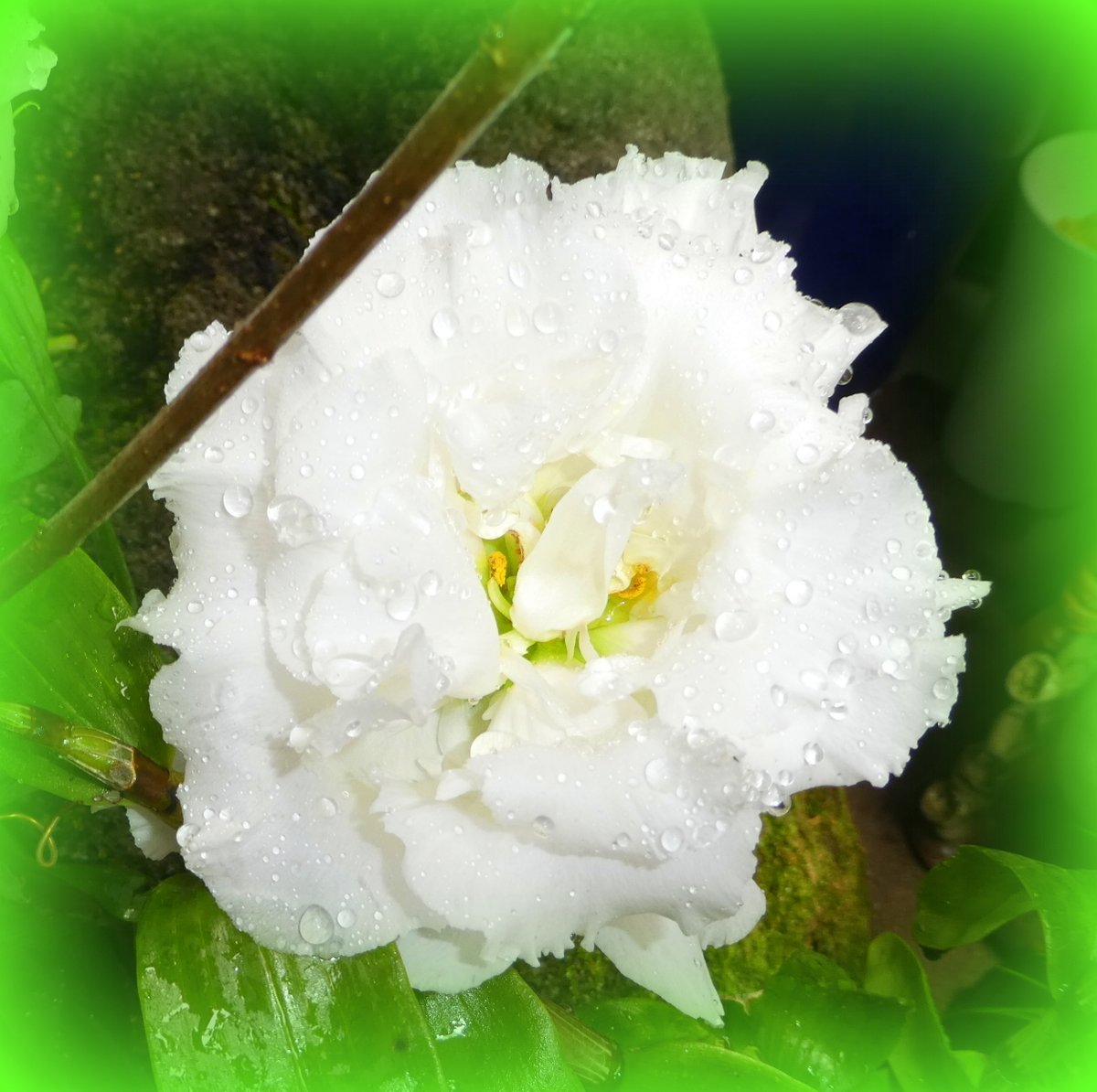 やまうさぎ tweet media